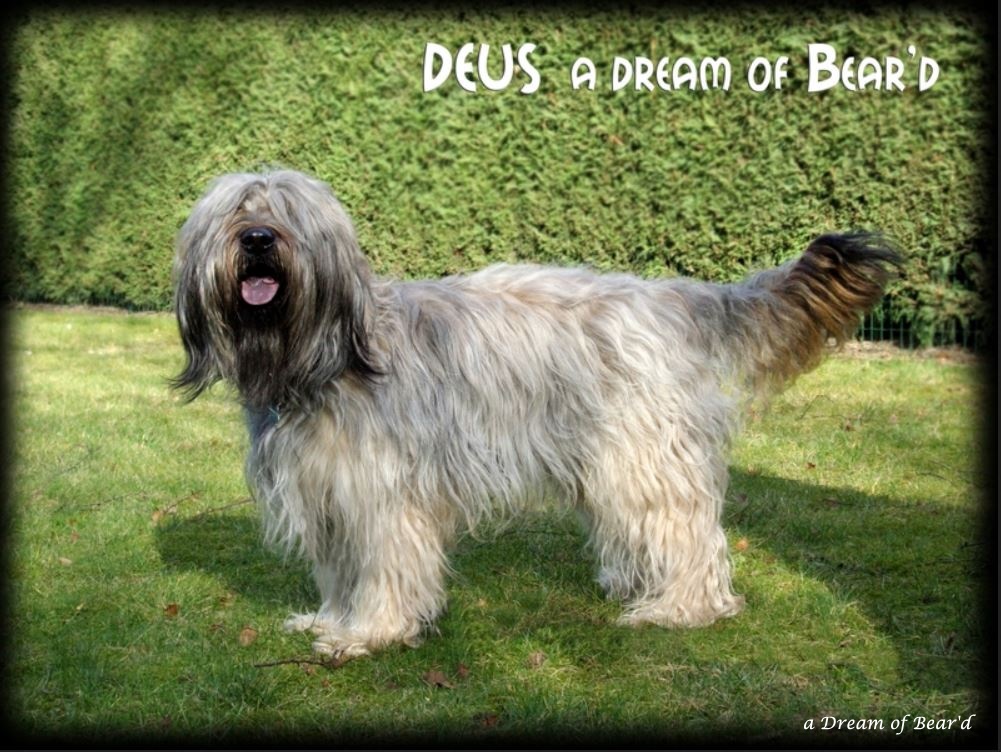 Deus a Dream of Beard 1.JPG
